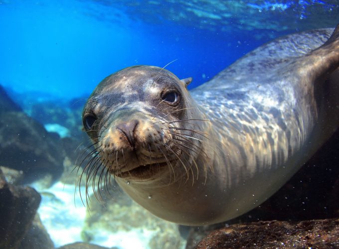 Wallpaper Sea Lion, Galapagos, island, Ecuador, underwater, close up, diving, tourism, bottom, blue, animal, World&7827810304
